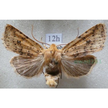 Conistra rubiginea (Denis & Schiffermüller, 1775) Porożnica rudnica Czech12h